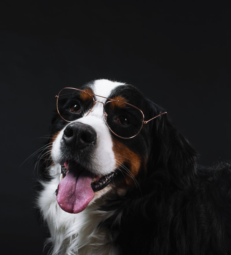 Dogs