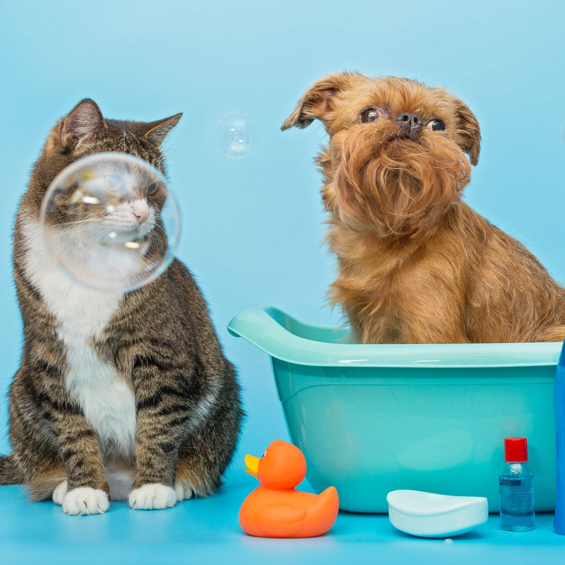 Grooming Accessories