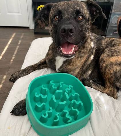 Dog Feeder